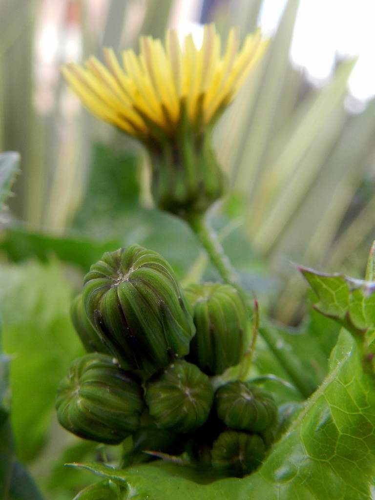 Sonchus oleraceus / Grespino comune